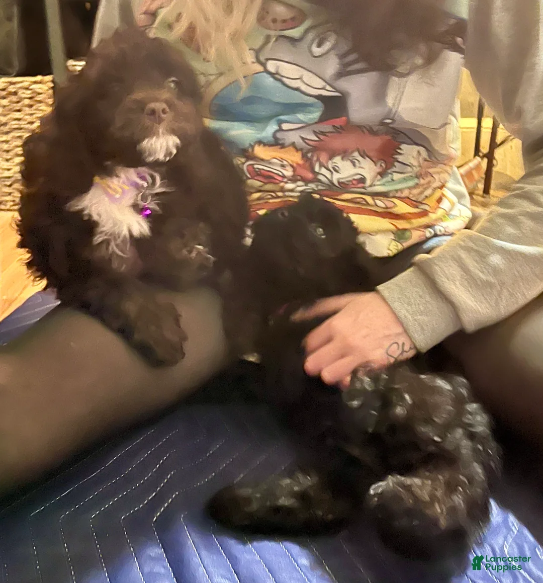 Cockapoo dogs for sale: Lucy - Ad 1