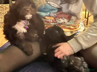 Cockapoo dogs Lucy - Ad 41