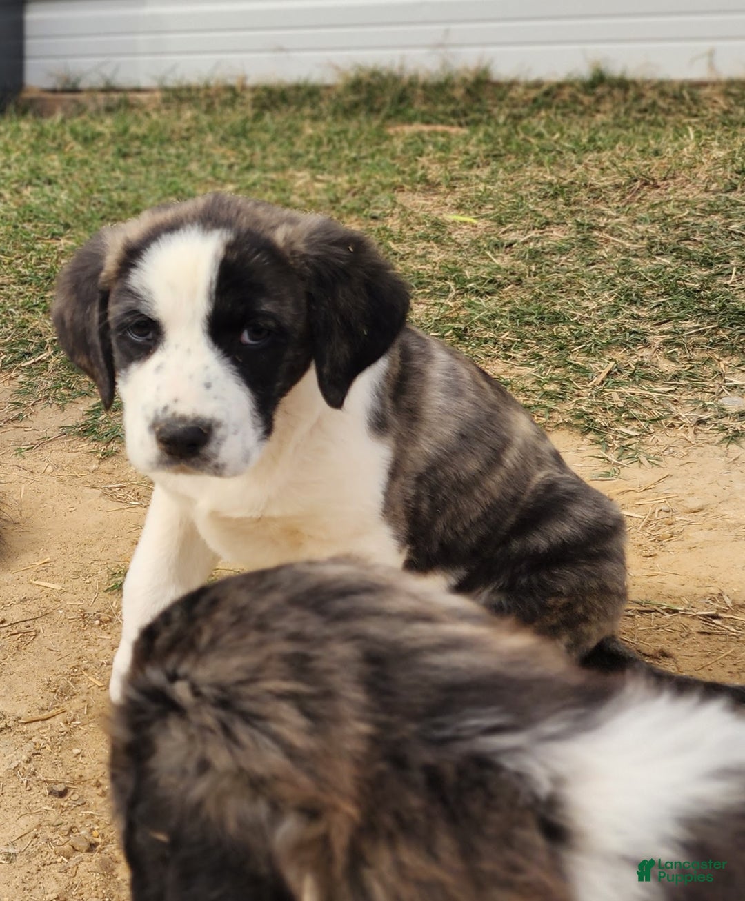 Anatolian Shepherd dogs for sale: AKC Blue 2025 M2 ASD puppy - Ad 5