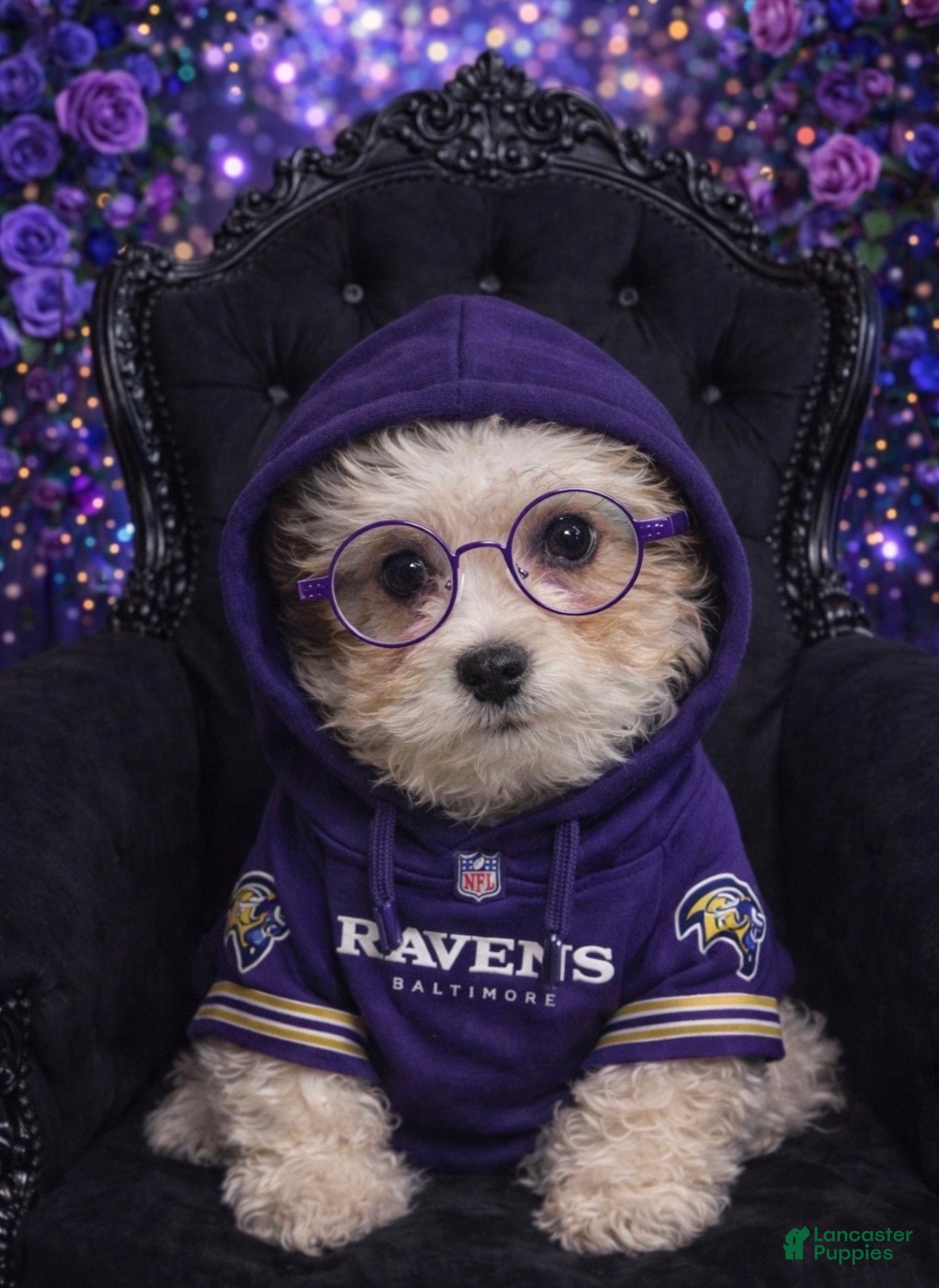 Shihpoo dogs Shihpoo 1 BT  - Ad 1