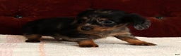 Miniature Dachshund dogs for sale: Korey - Ad 6