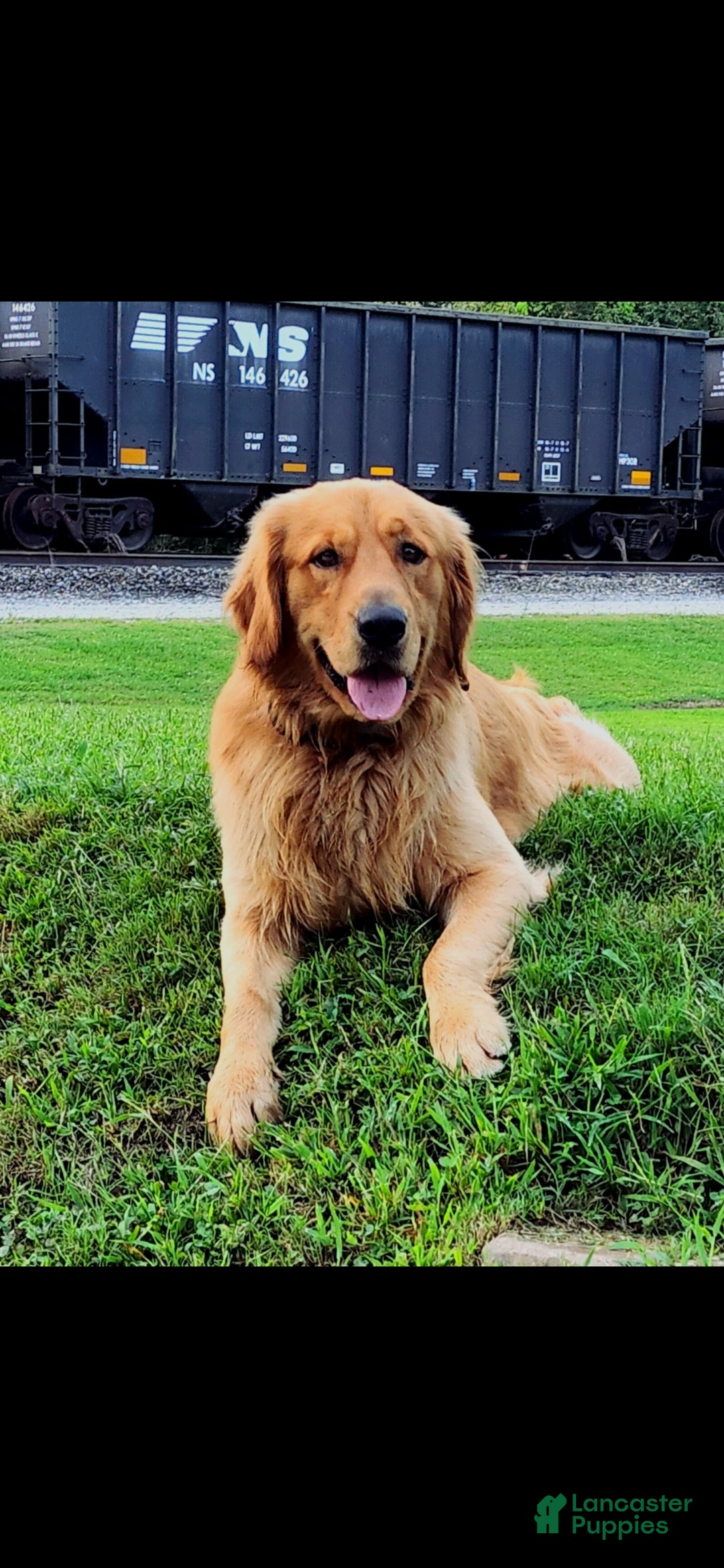 Golden Retriever dogs for sale: Pumpkin - Ad 4