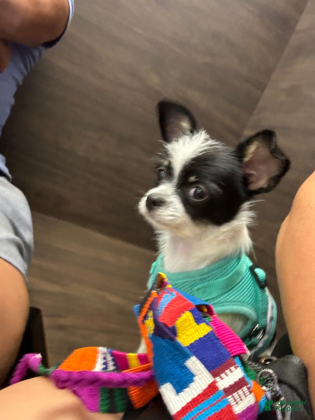 Gallery Image {{count}}