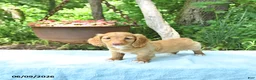 Miniature Dachshund dogs for sale: Percy - Ad 1