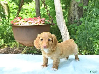 Miniature Dachshund dogs for sale: Percy - Ad 1