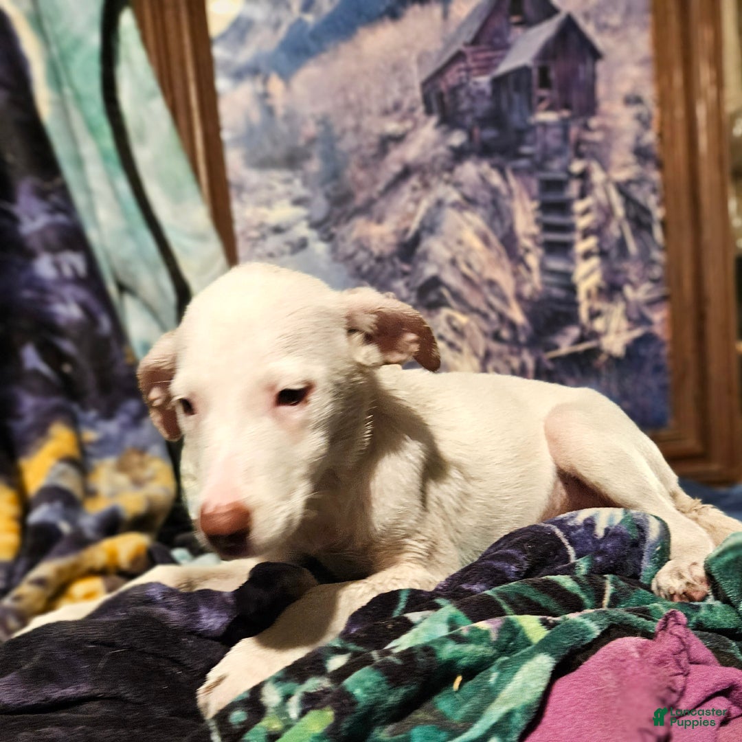 Border Collie dogs for sale: Hissy - Ad 4