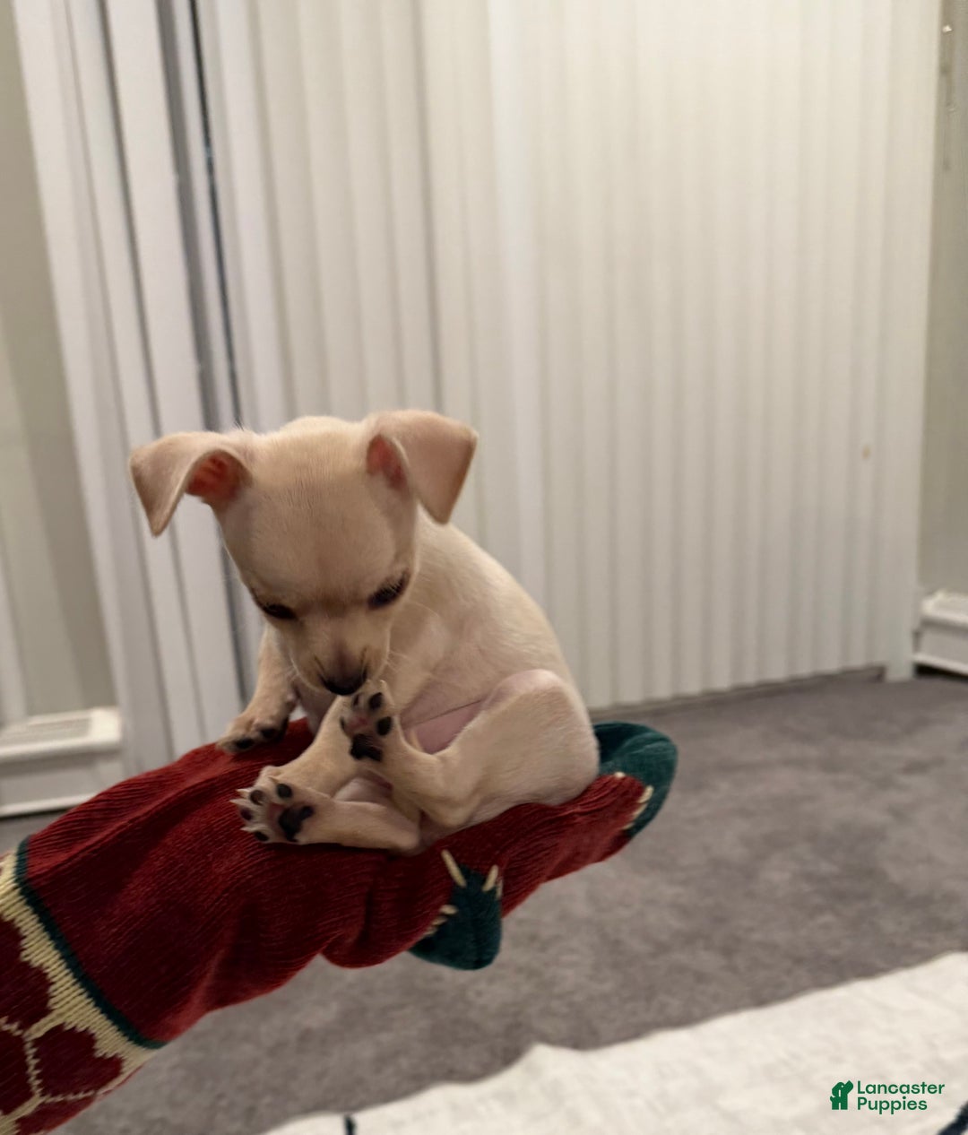 Chihuahua dogs for sale: Chihuahua Puppy 3 - Ad 2