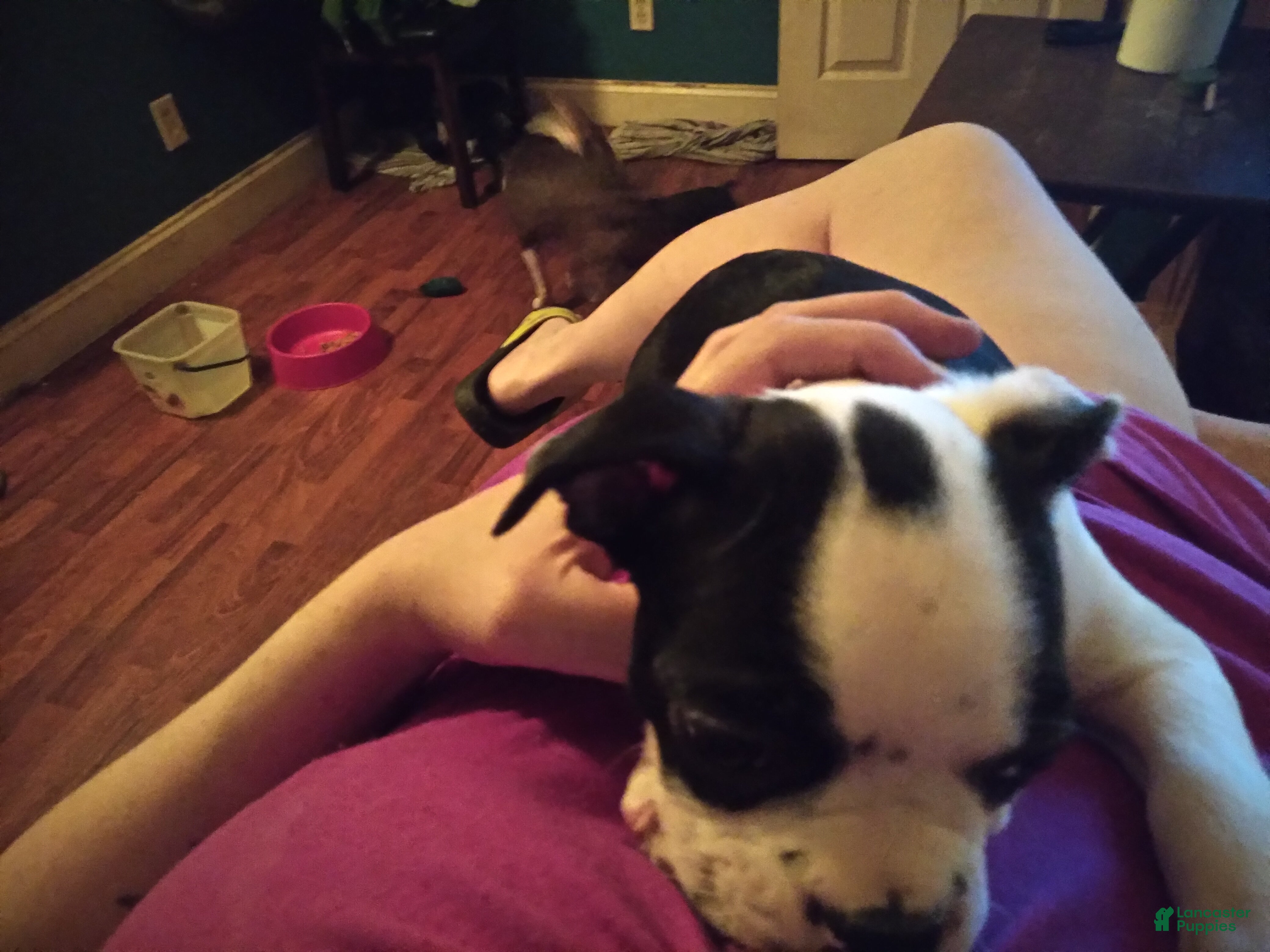 Boston Terrier dogs Ron Boston Terrier 2 - Ad 23