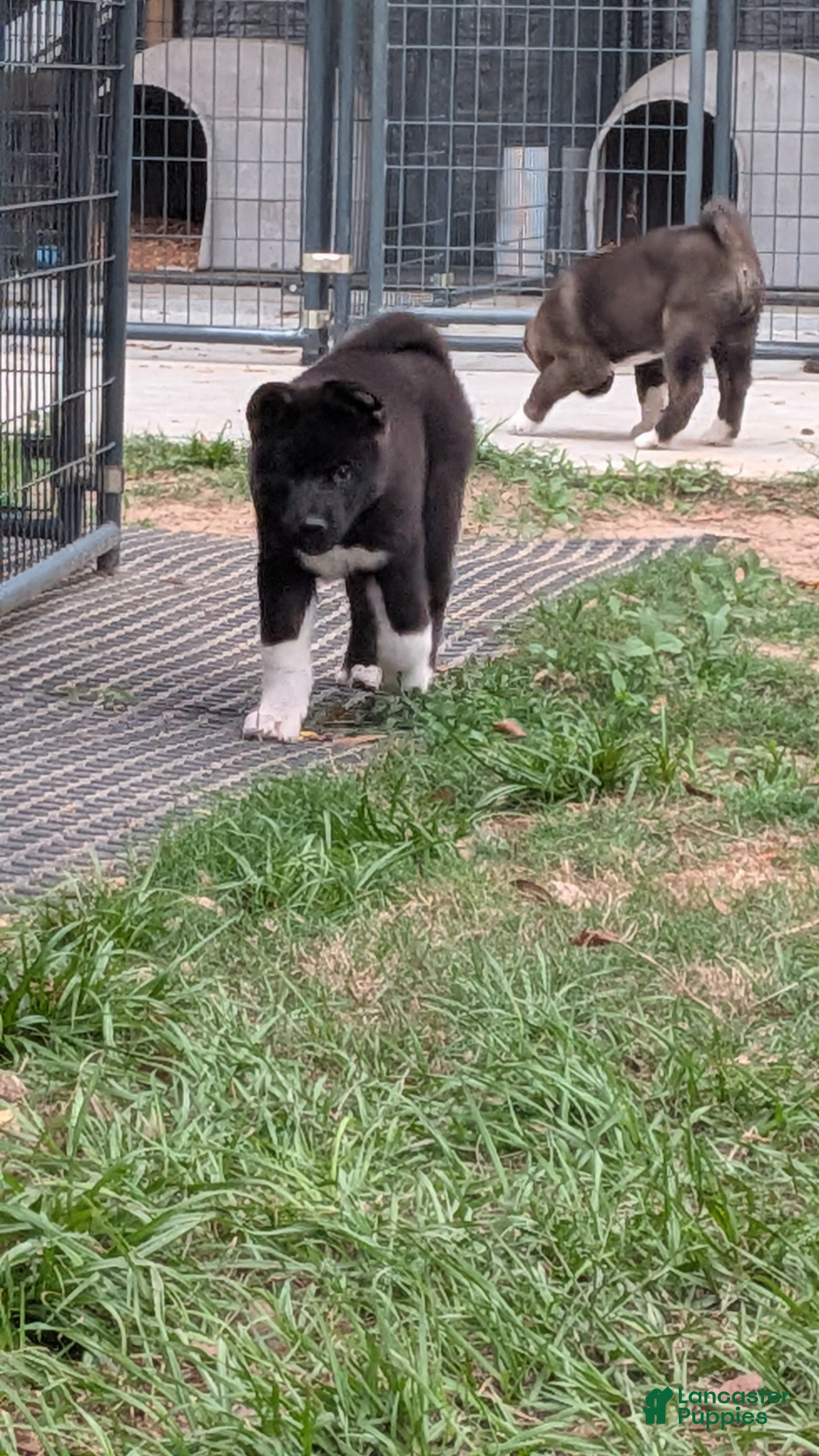 Akita dogs Kimi - Ad 2