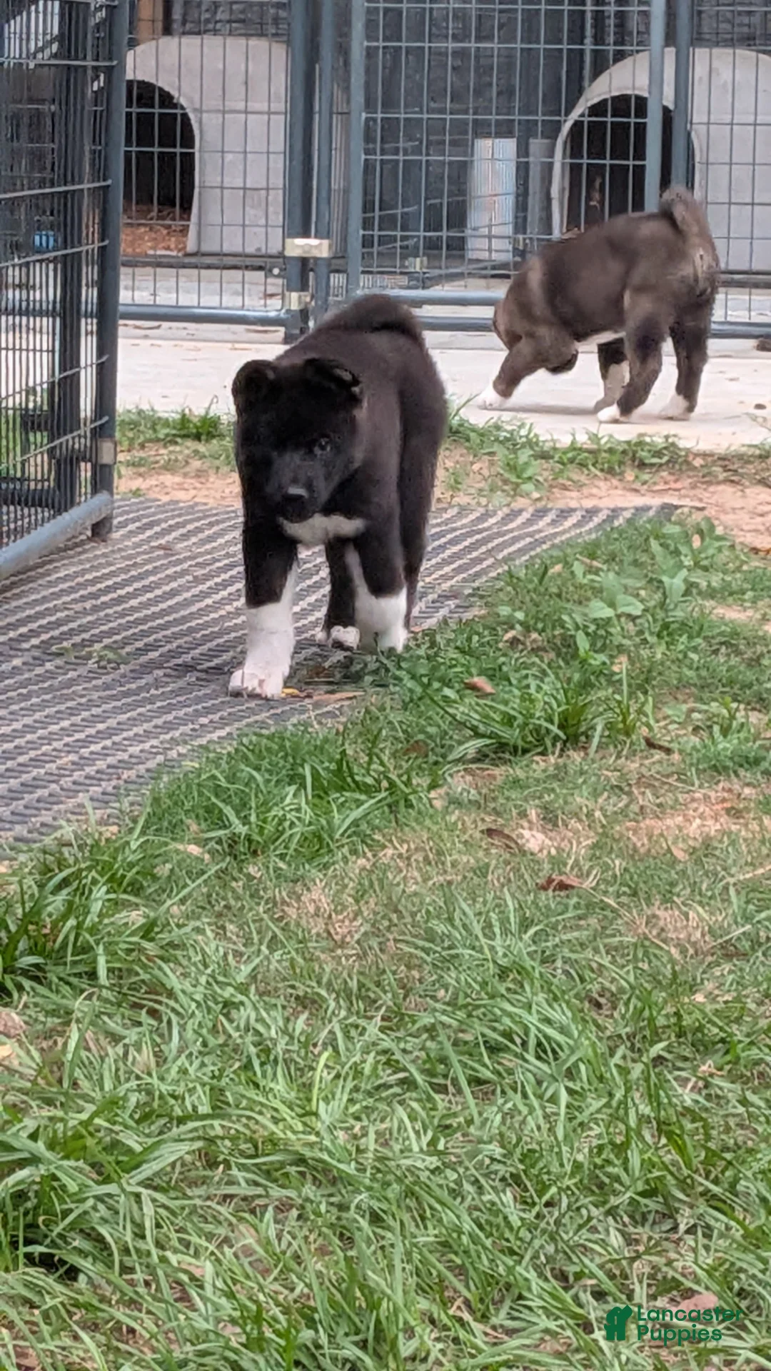 Akita dogs for sale: Kimi - Ad 2