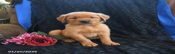 Golden Retriever dogs for sale: Justin - Ad 3