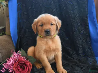 Golden Retriever dogs Justin - Ad 7