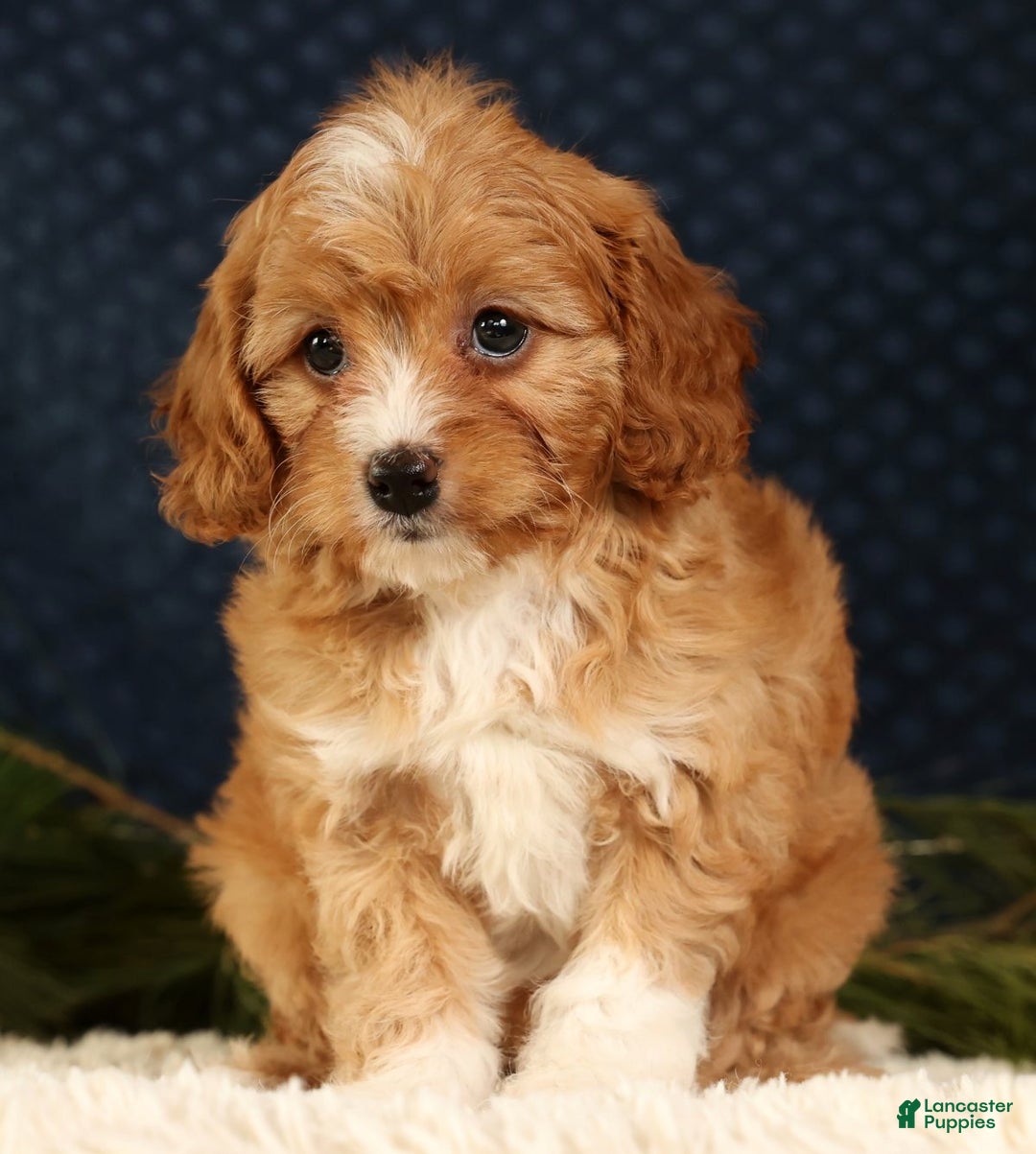Cavapoo dogs for sale: Vanessa - Ad 2