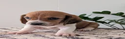 Mixed Breed dogs for sale: Pete - Ad 9