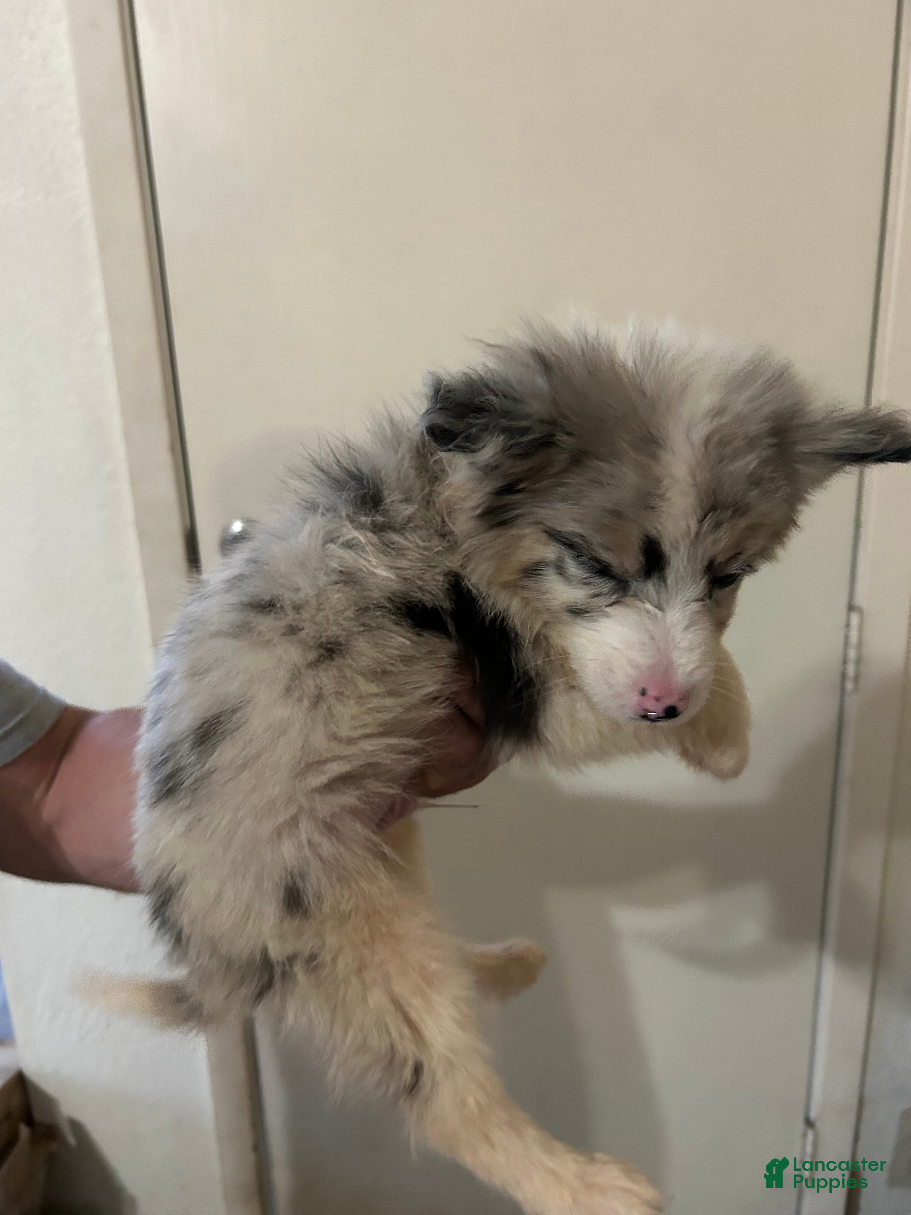 Australian Shepherd dogs for sale: Oreo - Ad 29