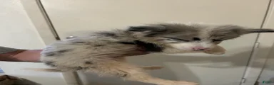 Oreo