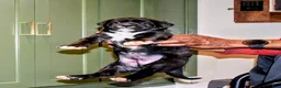 Presa Canario dogs for sale: Ms. Blue - Ad 17