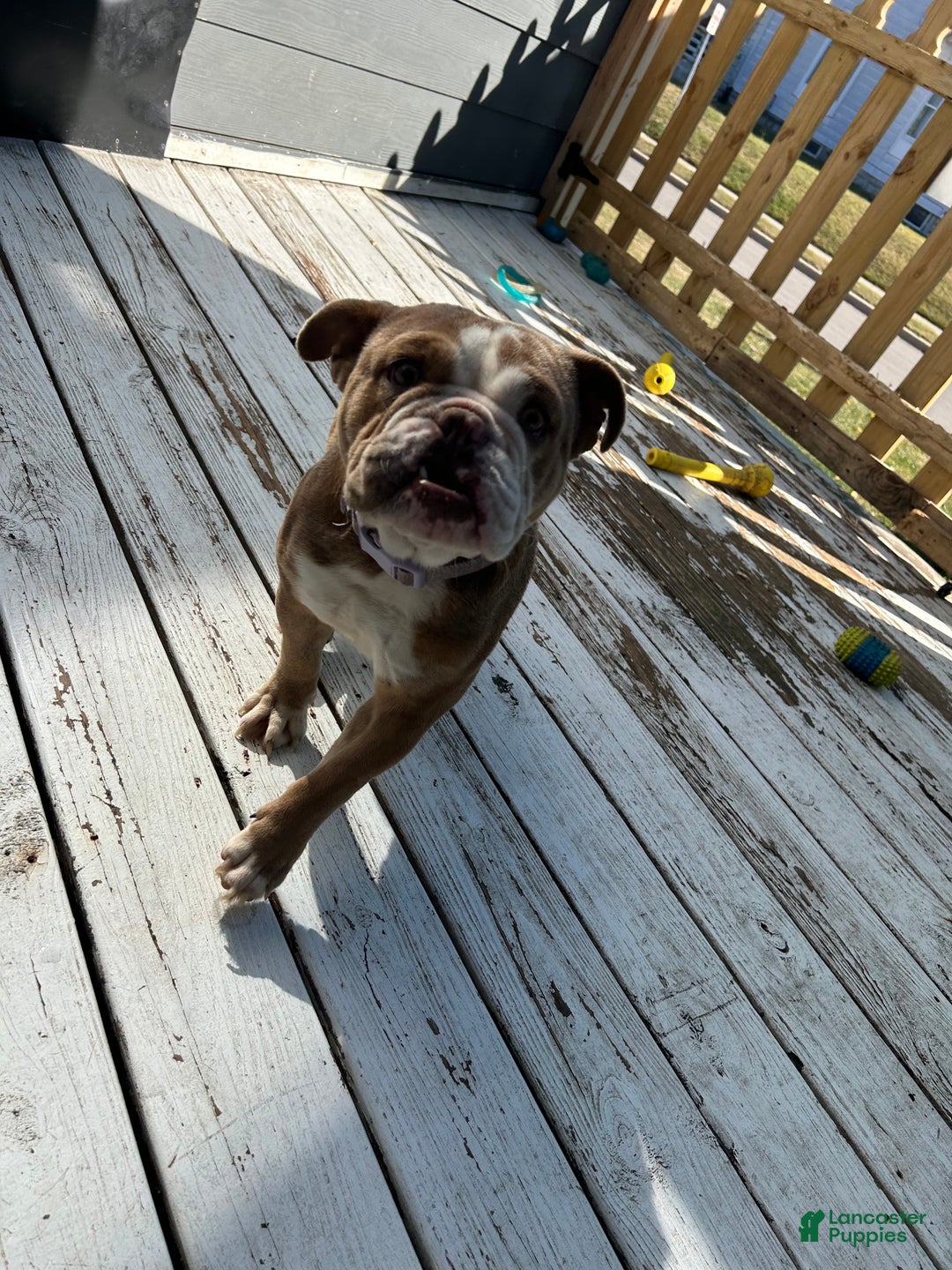 English Bulldog dogs for sale: Gucci  - Ad 7