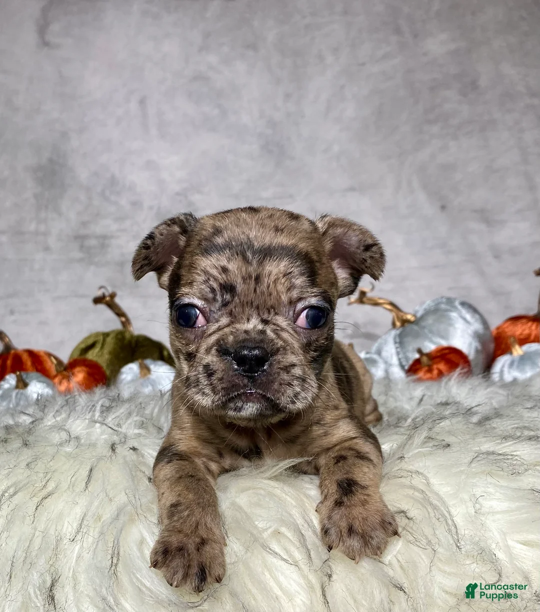Mixed Breed dogs for sale: Mr. Gus - Ad 1