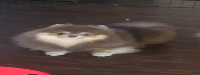 Teddy