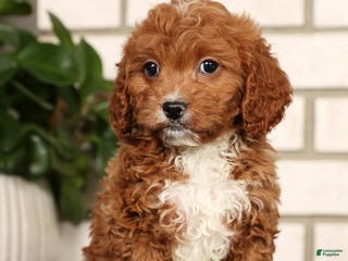 Cavapoo dogs Doogie - Ad 7