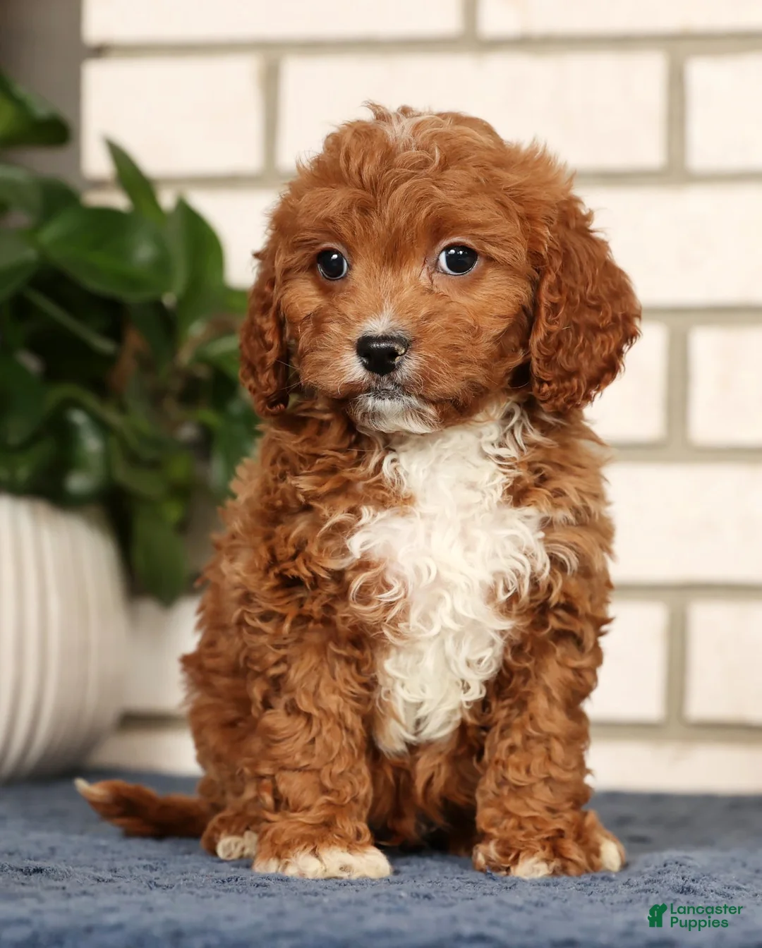 Cavapoo dogs for sale: Doogie - Ad 1