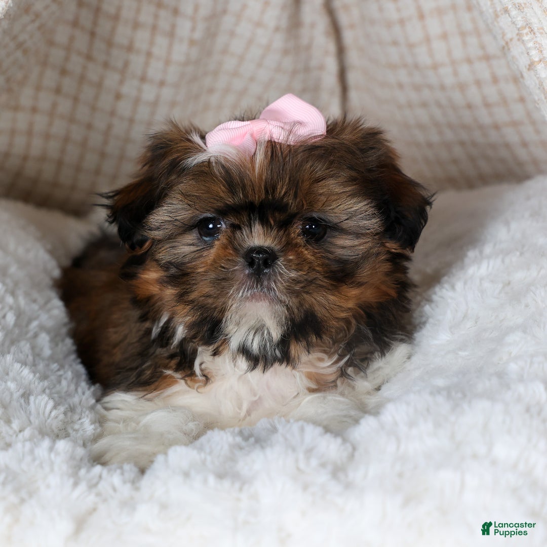Shih Tzu dogs for sale: OAKLEY - Ad 3