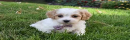 Cavachon dogs for sale: Carley  - Ad 4