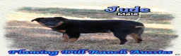 Miniature Australian Shepherd dogs for sale: Jude - Ad 4