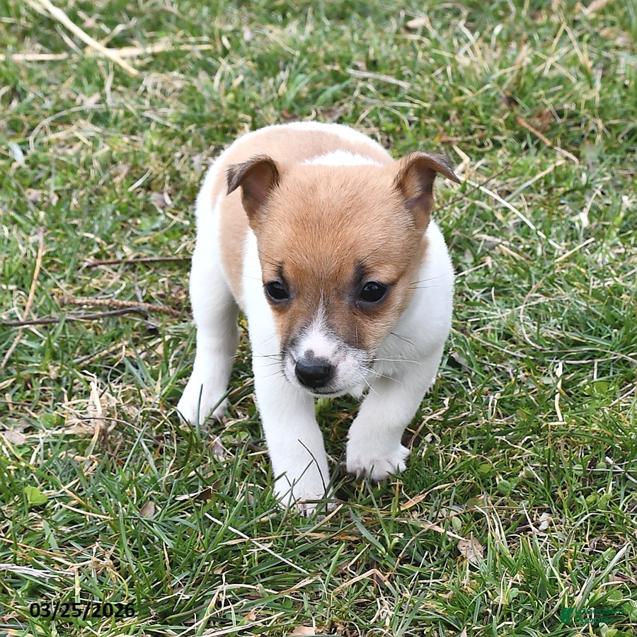 Jack Russell Terrier dogs Sugar - Ad 2