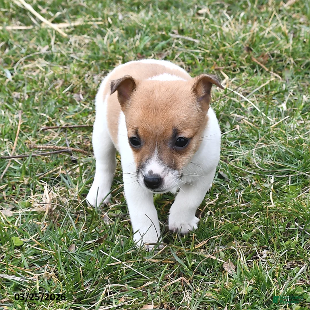 Jack Russell Terrier dogs for sale: Sugar - Ad 2