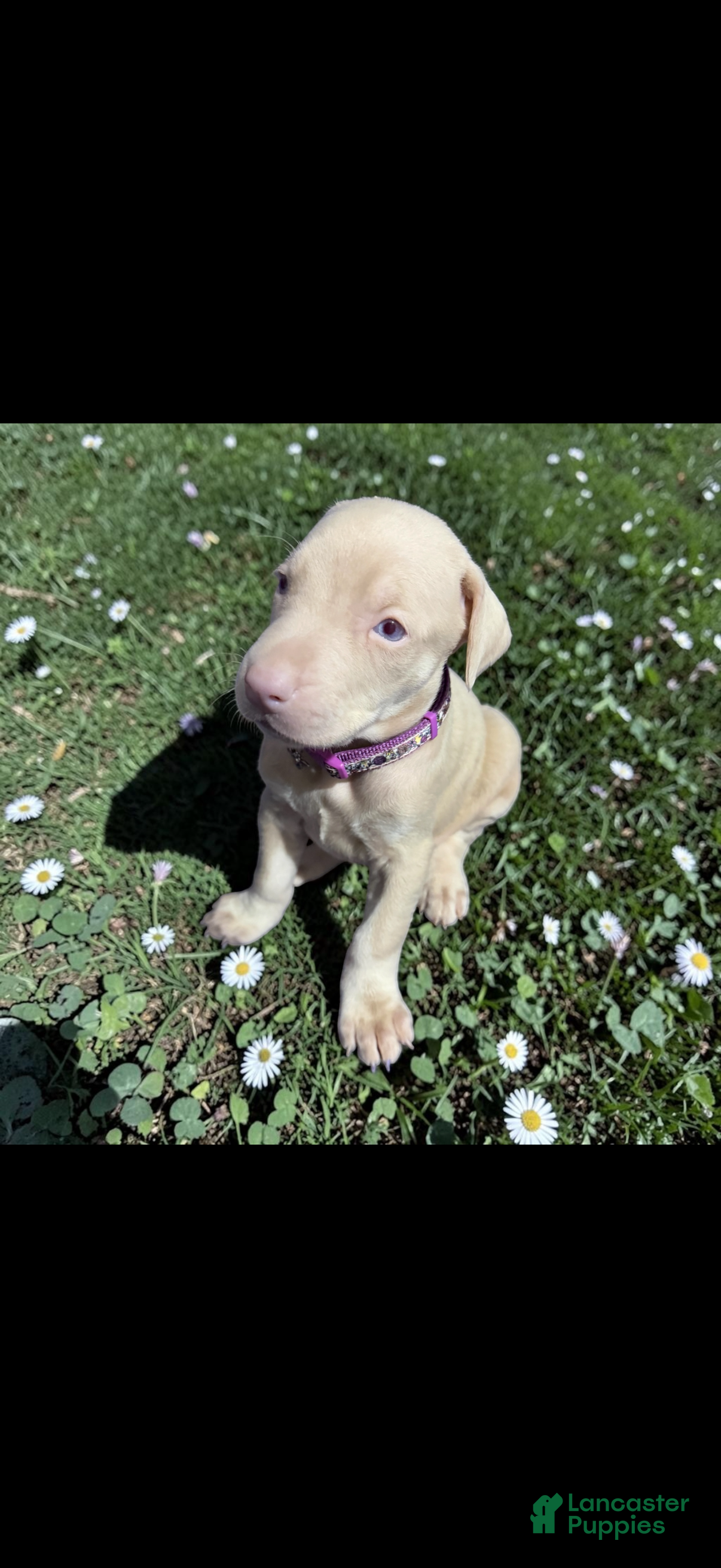 Doberman Pinscher dogs Doberman Pinscher Puppy 4 - Ad 38