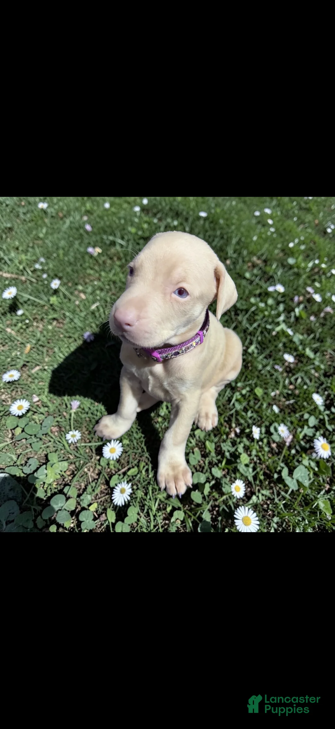 Doberman Pinscher dogs for sale: Doberman Pinscher Puppy 4 - Ad 1