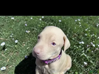 Doberman Pinscher dogs Doberman Pinscher Puppy 4 - Ad 38