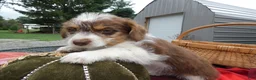 Mini Aussiedoodle dogs for sale: Mini Aussiedoodle 1 - Ad 3