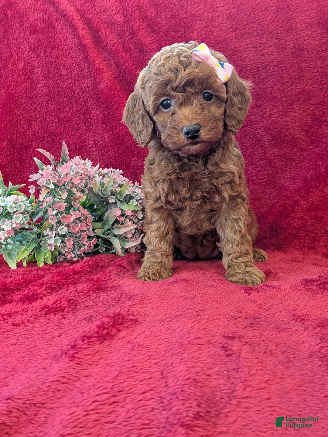 Miniature Poodle dogs for sale: Penny  - Ad 1