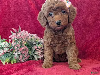 Miniature Poodle dogs Penny - Ad 15