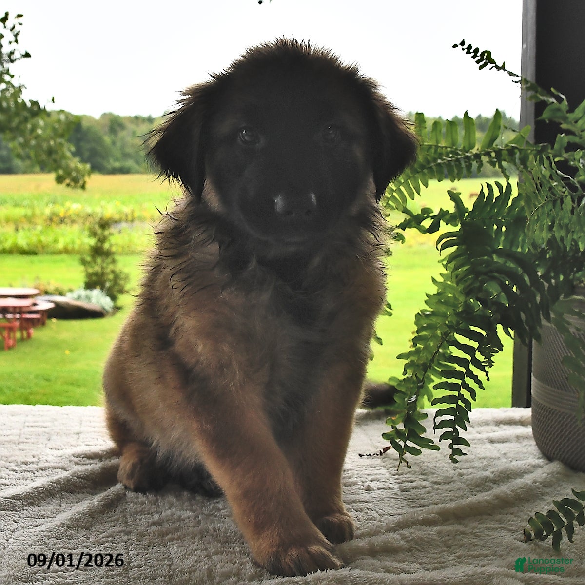Mixed Breed dogs Buster - Ad 2