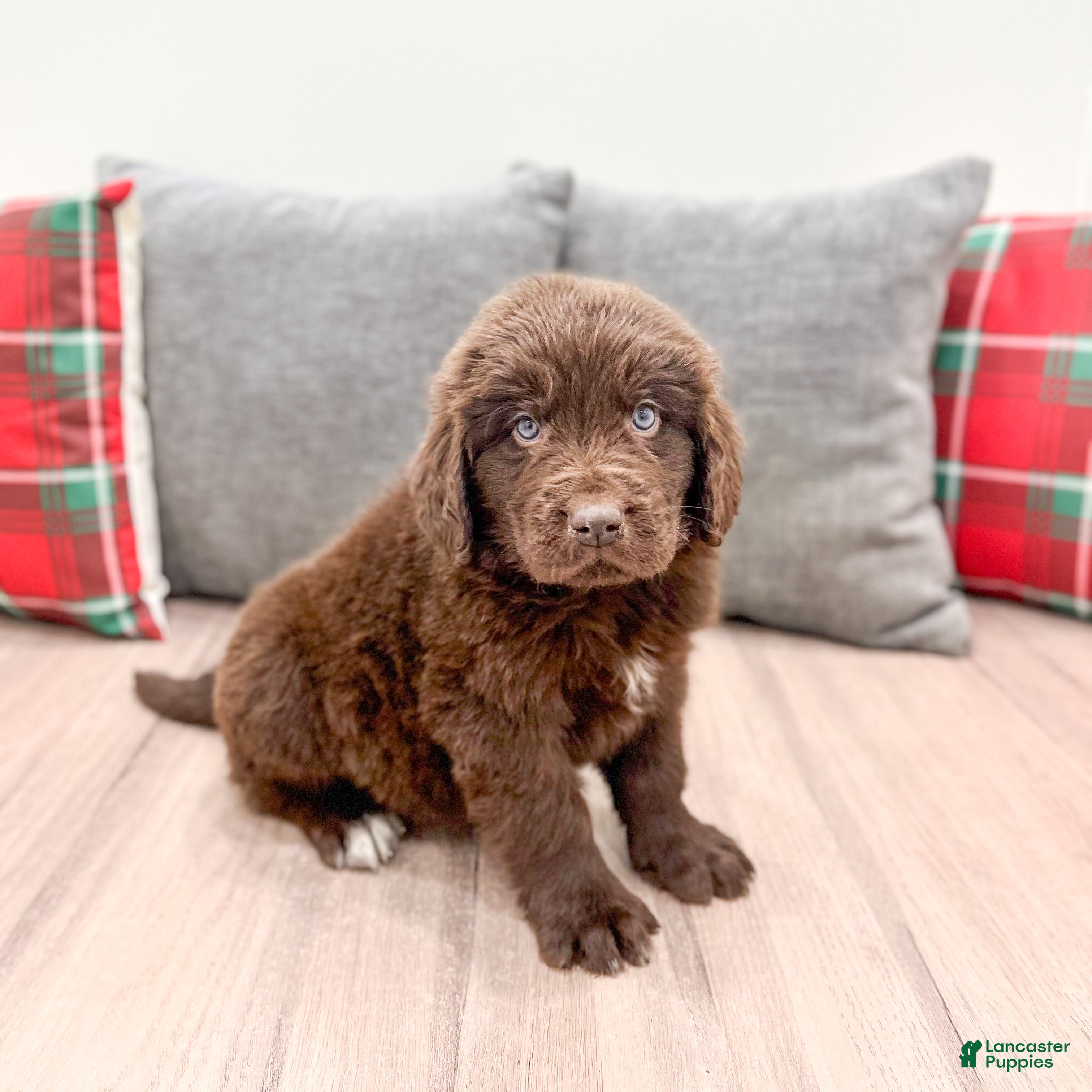 Newfoundland dogs Oakley - Ad 29