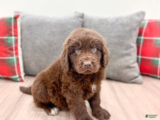 Newfoundland dogs Oakley - Ad 38