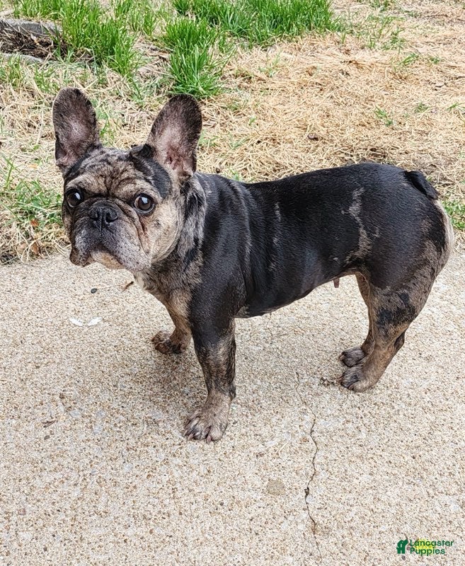 French Bulldog dogs Girl - Ad 2