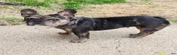 French Bulldog dogs for sale: Girl - Ad 2