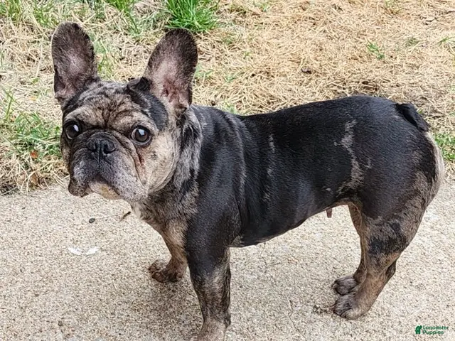 French Bulldog dogs Girl - Ad 2