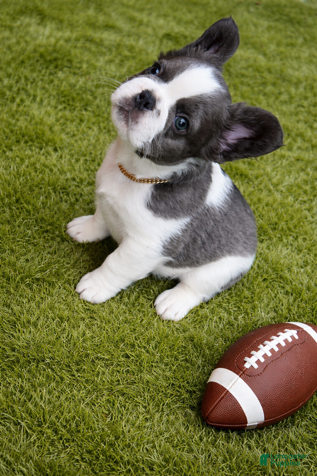 French Bulldog dogs Sir - Ad 1
