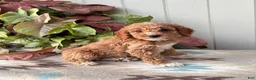 Cockapoo dogs for sale: Violet - Ad 3