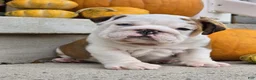English Bulldog dogs for sale: Charlie - Ad 6