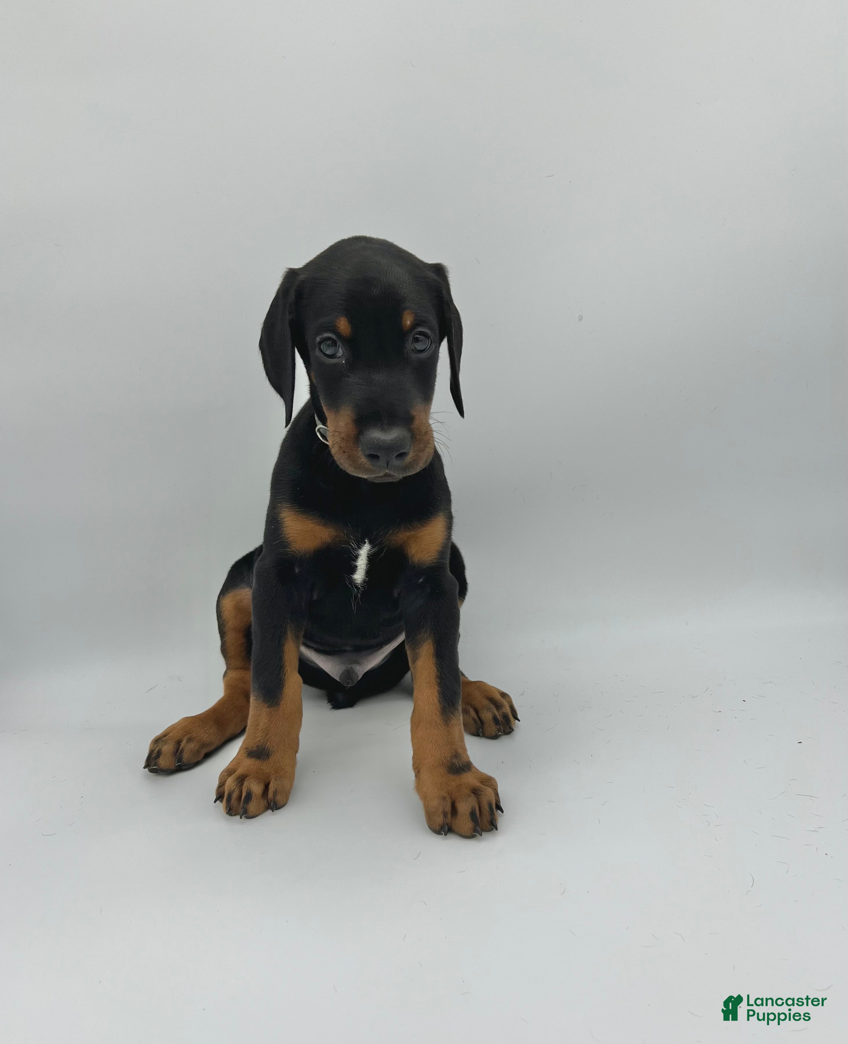 Doberman Pinscher dogs Gray - Ad 13