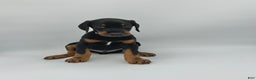 Doberman Pinscher dogs for sale: Gray - Ad 1