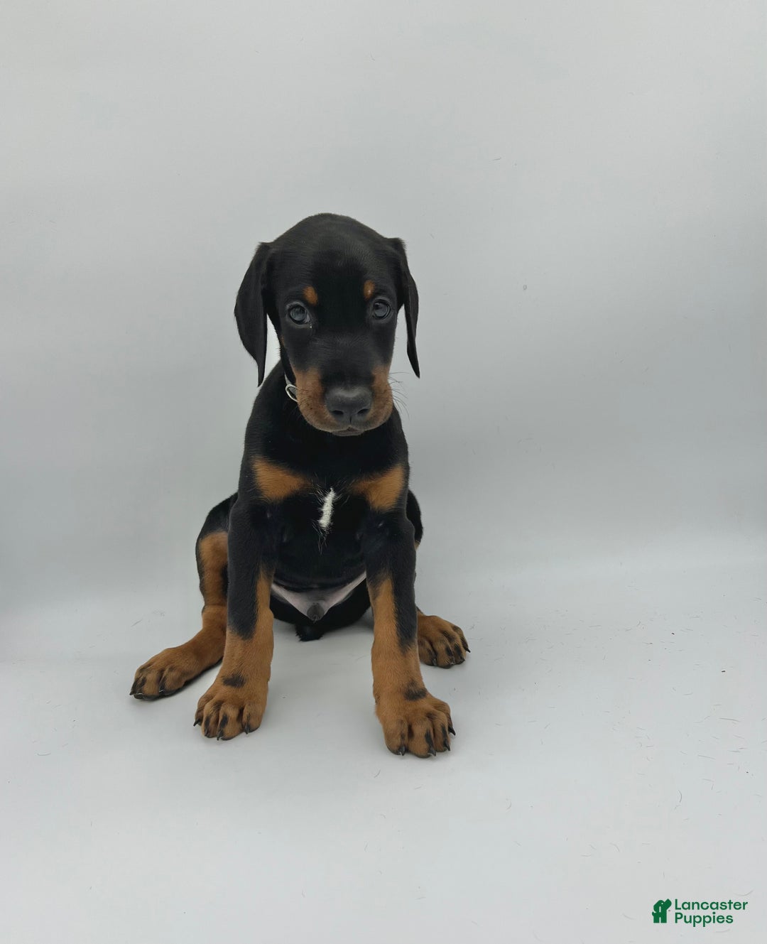 Doberman Pinscher dogs for sale: Gray - Ad 1