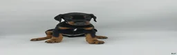 Doberman Pinscher dogs for sale: FULL AKC - Gray - Ad 9